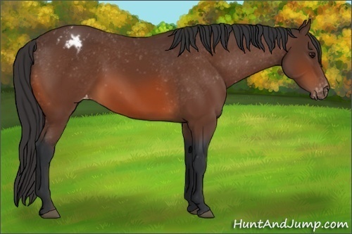 Horse Color:Bay Appaloosa 