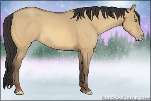 Horse Color:Amber Champagne Dun 