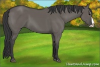 Horse Color:Grullo Splash 