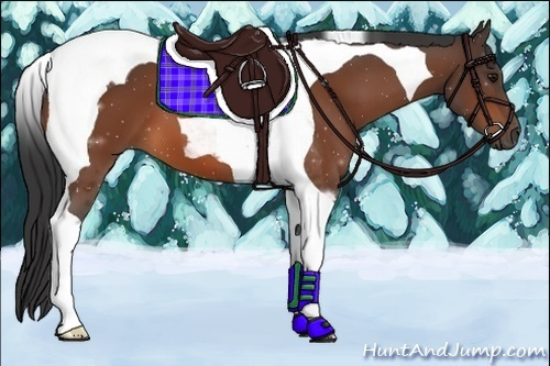 Horse Color:Bay Tobiano 