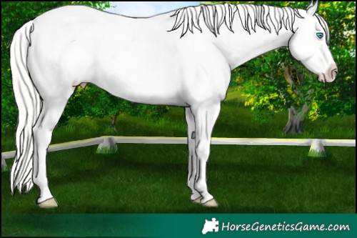 Horse Color:White Spotted Silver Buckskin Pearl Tobiano Blanket