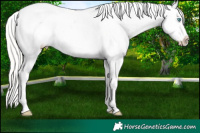 Horse Color:White Spotted Silver Buckskin Pearl Tobiano Blanket
