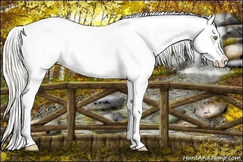 Horse Color:Silver Bay Pearl Frame Appaloosa