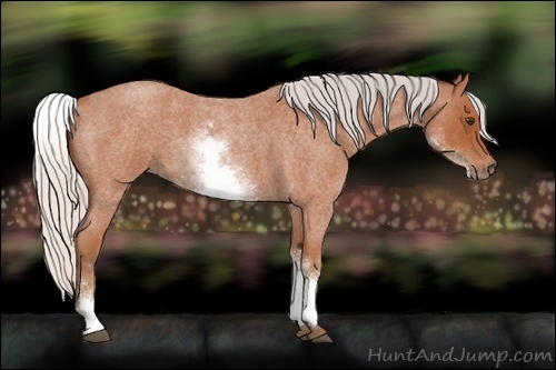 Horse Color:White Spotted Silver Bay Roan 