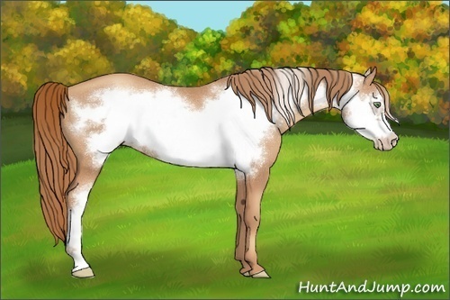 Horse Color:Gold Champagne Frame