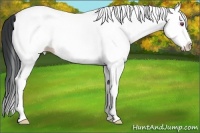 Horse Color:White Spotted Buckskin Chinchilla Dun Splash 
