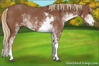 Horse Color:Chestnut Sabino Rabicano