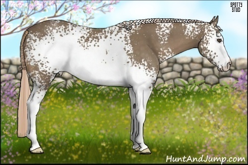 Horse Color:White Spotted Chocolate Palomino 