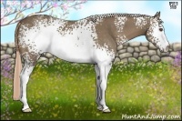 Horse Color:White Spotted Chocolate Palomino