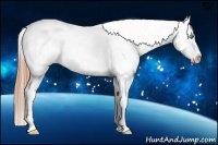 Horse Color:White Spotted Buckskin Pearl Blanket
