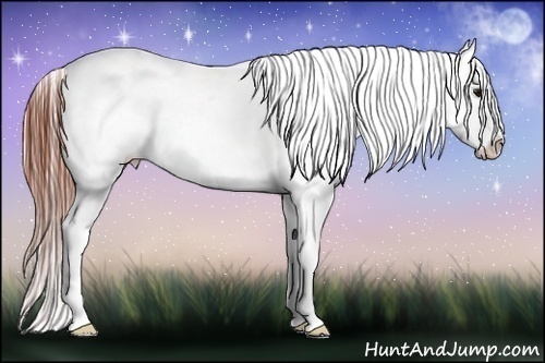 Horse Color:Brown Roan Blanket Rabicano 