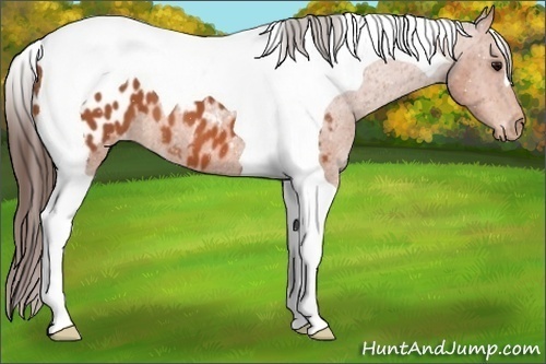 Horse Color:Bay Tobiano Appaloosa 