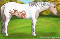 Horse Color:Bay Tobiano Blanket