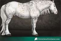 Horse Color:Liver Red Onyx Sabino Splash Appaloosa 