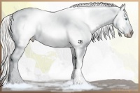 Horse Color:Chocolate Silver Smoky Creme Appaloosa 