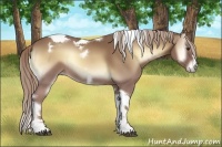 Horse Color:Palomino Onyx Tobiano Frame Rabicano
