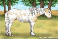 Horse Color:Silver Bay Dun Sabino Tobiano Frame Rabicano