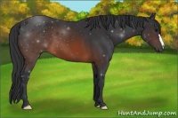 Horse Color:Brown 