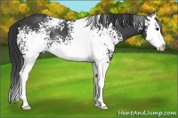 Horse Color:White Spotted Black Splash Rabicano
