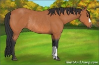 Horse Color:Bay Rabicano