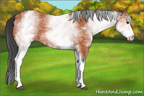 Horse Color:White Spotted Bay 