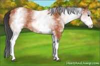 Horse Color:White Spotted Bay