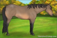 Horse Color:Buckskin Roan