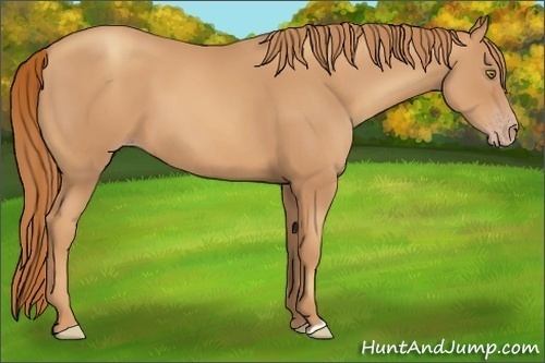 Horse Color:Gold Champagne 