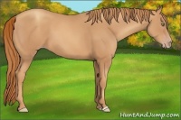 Horse Color:Gold Champagne 
