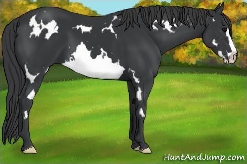Horse Color:White Spotted Black Splash Frame 