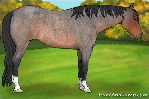 Horse Color:Brown Roan 