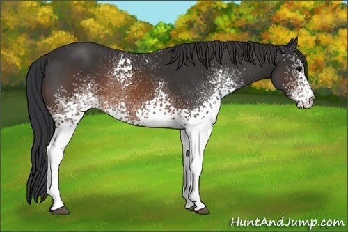 Horse Color:White Spotted Brown Rabicano