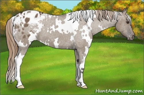 Horse Color:White Spotted Liver Red Dun Appaloosa