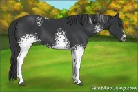 Horse Color:White Spotted Black 