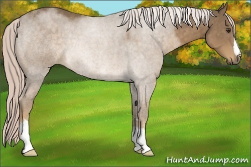 Horse Color:Chocolate Palomino 