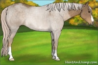 Horse Color:Chocolate Palomino 