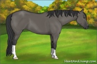 Horse Color:Grullo