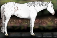 Horse Color:White Spotted Bay Appaloosa
