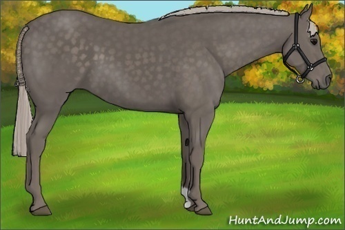 Horse Color:Silver Black 