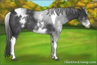 Horse Color:White Spotted Black Tobiano