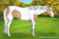 Horse Color:Silver Buckskin Splash Tobiano 