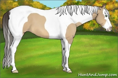 Horse Color:Amber Cream Champagne Splash Tobiano