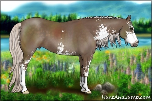 Horse Color:Silver Black Sabino 