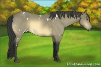 Horse Color:White Spotted Buckskin Sabino 