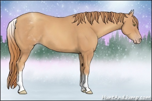 Horse Color:White Spotted Gold Champagne 
