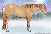 Horse Color:White Spotted Gold Champagne