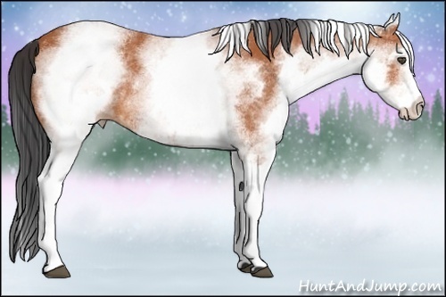 Horse Color:White Spotted Bay