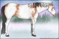 Horse Color:White Spotted Bay 