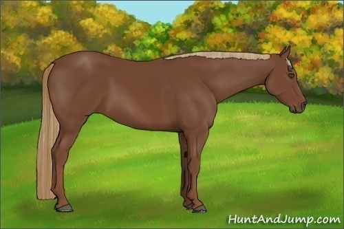 Horse Color:Chestnut 