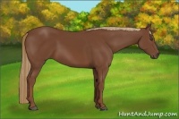 Horse Color:Chestnut 